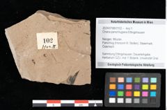 Foto (Objekt + Etikett) von Chana parschlugiana Ettingshausen (NHMW-GEO-2024-0188-0102)